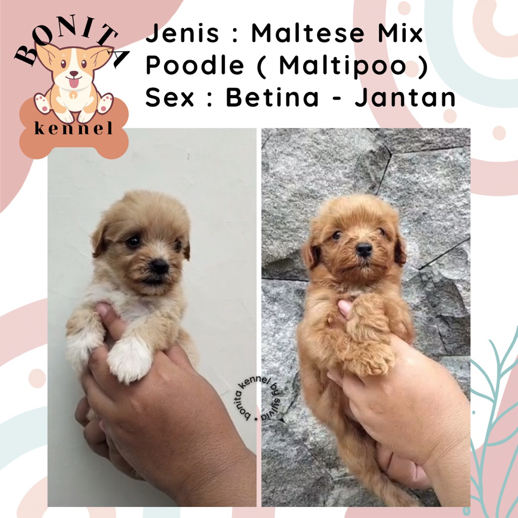 Maltese Mix Poodle Particolor Maltipoo Anjing Maltis Poodle Jantan Betina