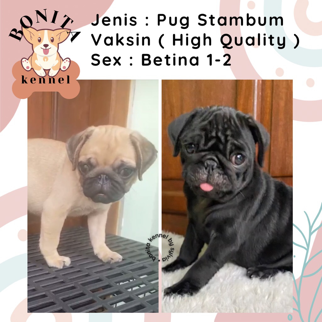 Pug Stambum Anak Anjing Pug Jantan Betina