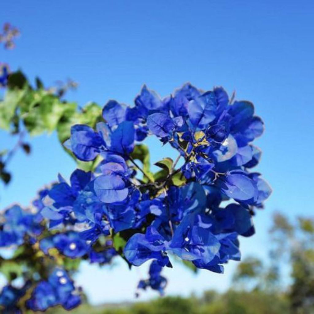 ( BISA COD ) PROMO Tanaman Hias Bougenville Bunga Kertas Warna Biru - Bibit Bougenville Import