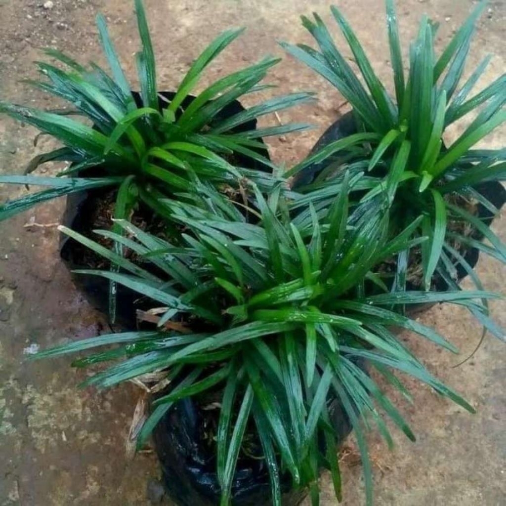 tanaman kucai mini - pengganti rumput