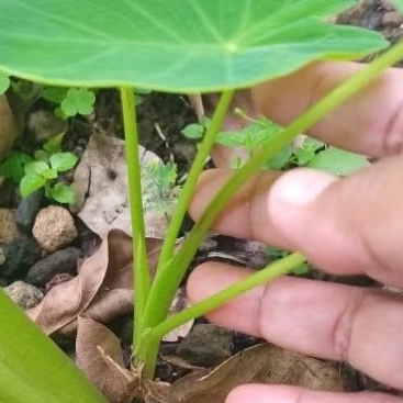 Bibit Tanaman umbi Talas ketan