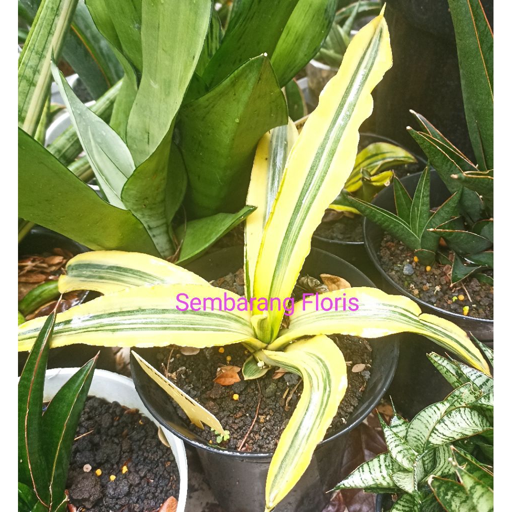 Sansevieria Katana Variegata M / Sansevieria Ehrenbergii Katana Variegata M