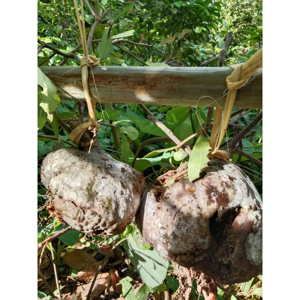 Sarang Semut Putih Papua Asli - 100gr Obat Kanker, Tumor, Maag, Wasir, Jantung