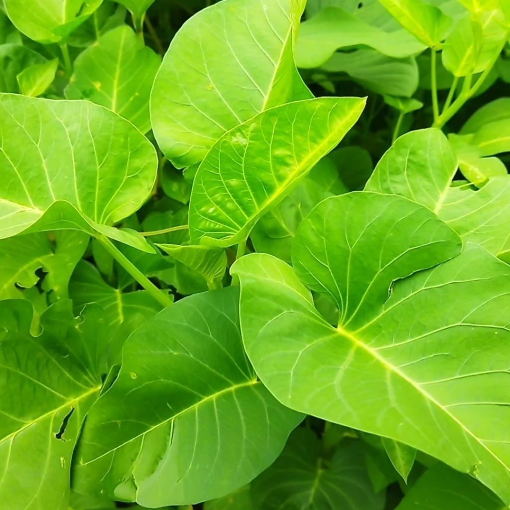 Benih Kangkung Super Unggul  Bibit Sayuran Pilihan Bibit Kangkung Super