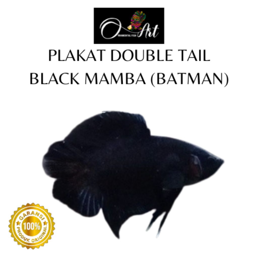 Ikan Cupang Plakat Double Tail Black Mamba (Batman) Jantan Hiasan Aquarium