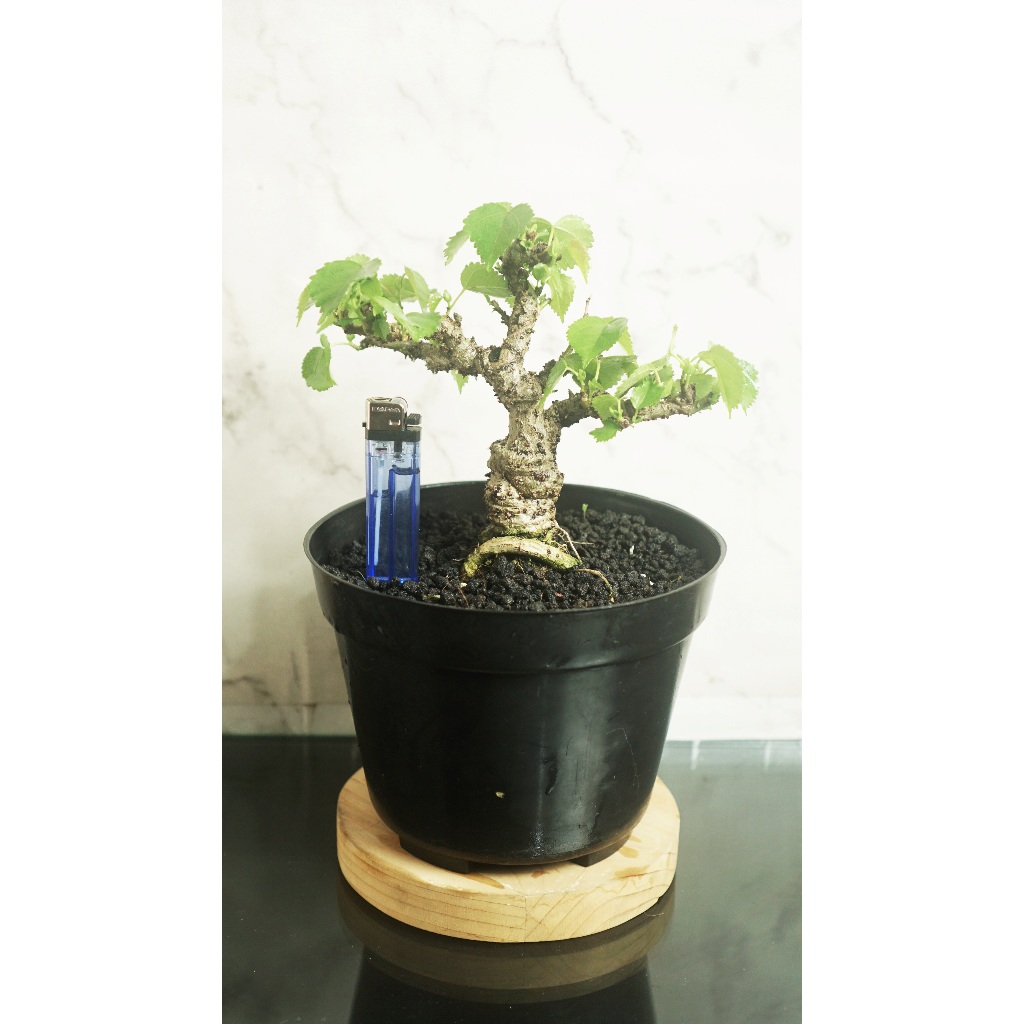 Bahan Bonsai Mame Waru india prospek