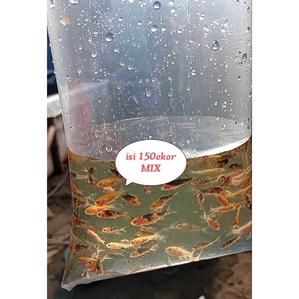 burayak/larva koi Rp.45.500 isi 150ekor umur 2 minggu