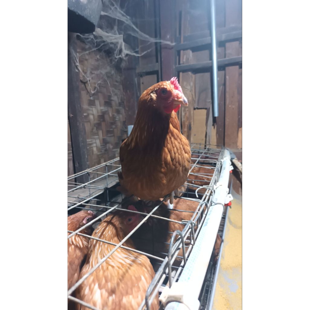 ayam petelur isa brown