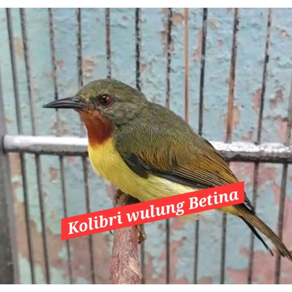 kolibri wulung betina