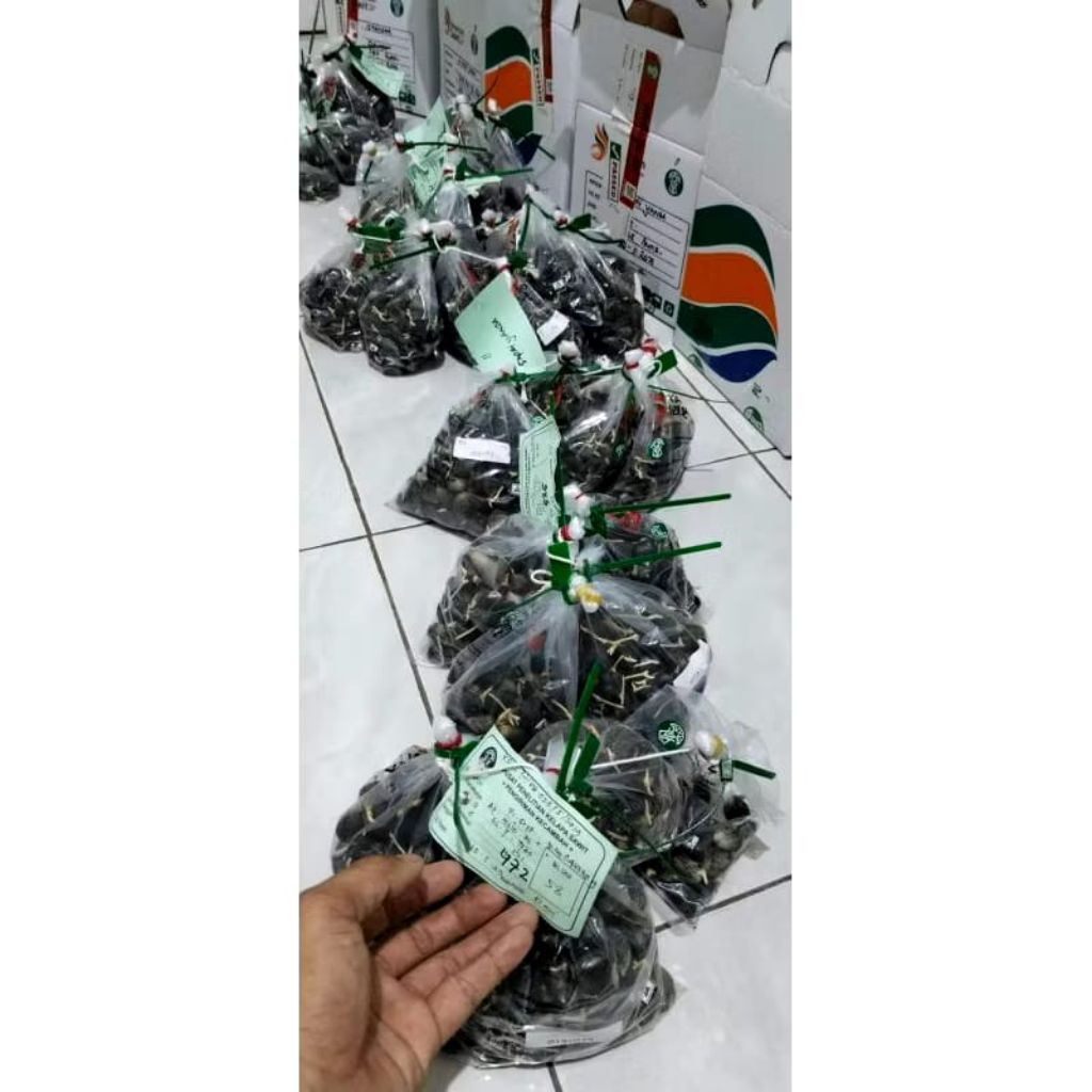 kecambah sawit ppks Medan isi 250