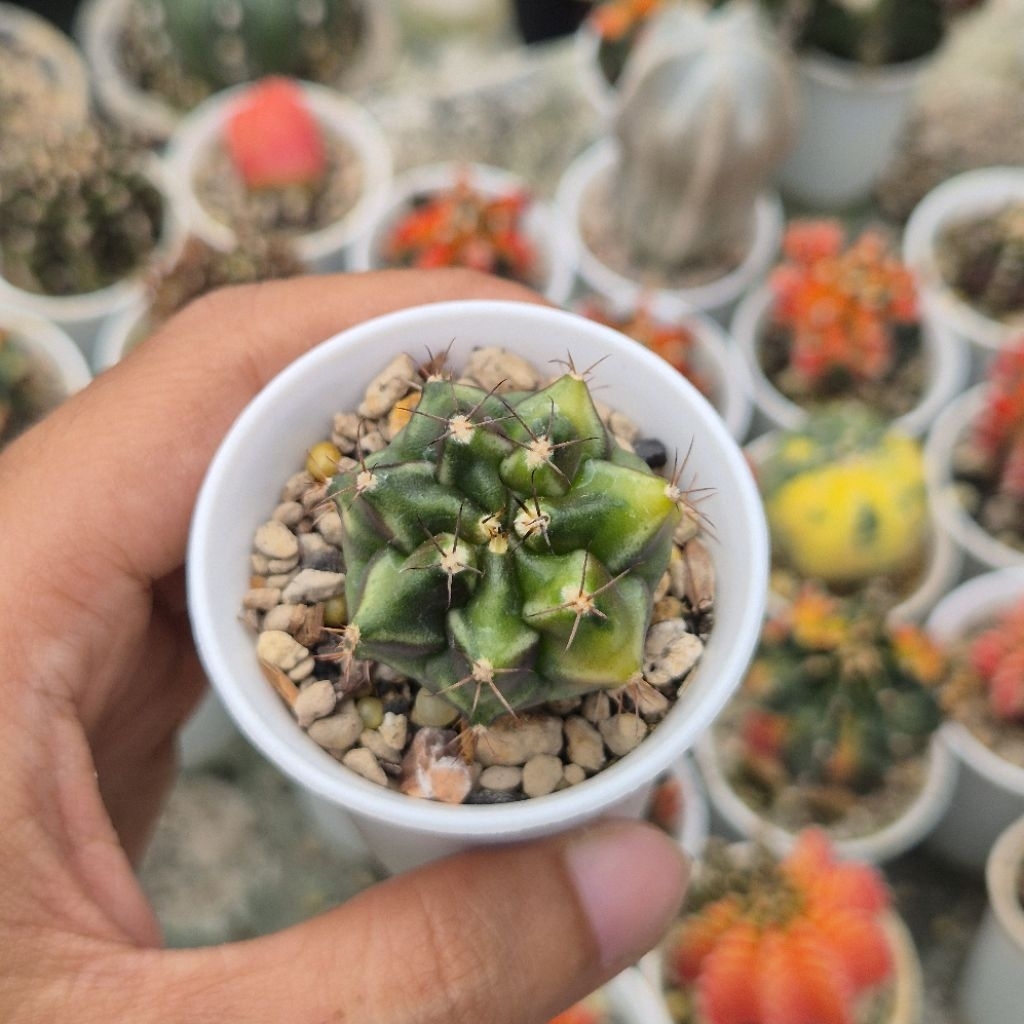 [Real Pict] Kaktus Variegata Gymnocalycium Mihanovichii ID Rootbeer Koleksi Ciamik