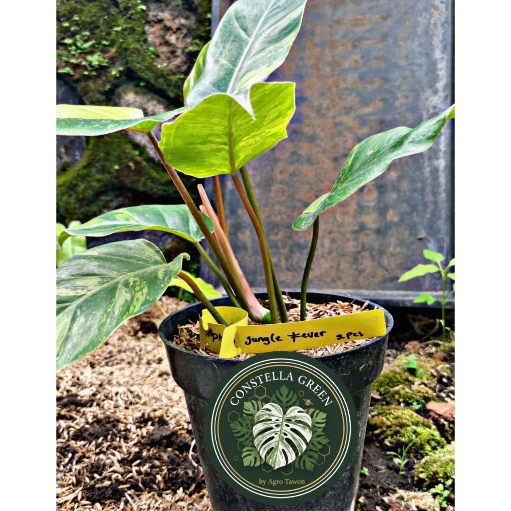 [RARE] Philodendron Jungle Fever Variegata – Tanaman Hias Koleksi Mewah, Corak Eksotis & Akar Sangat