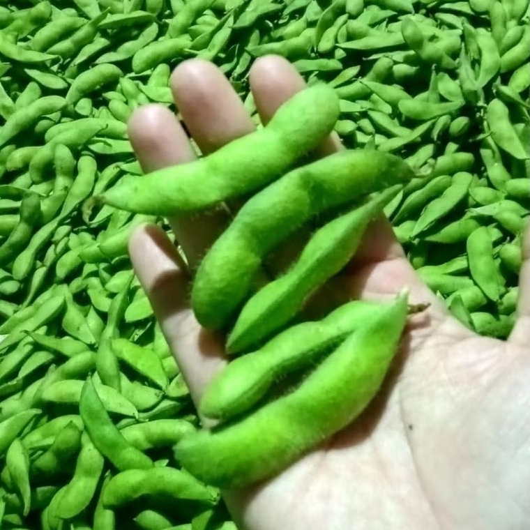 Edamame 1kilo Segar Mentah