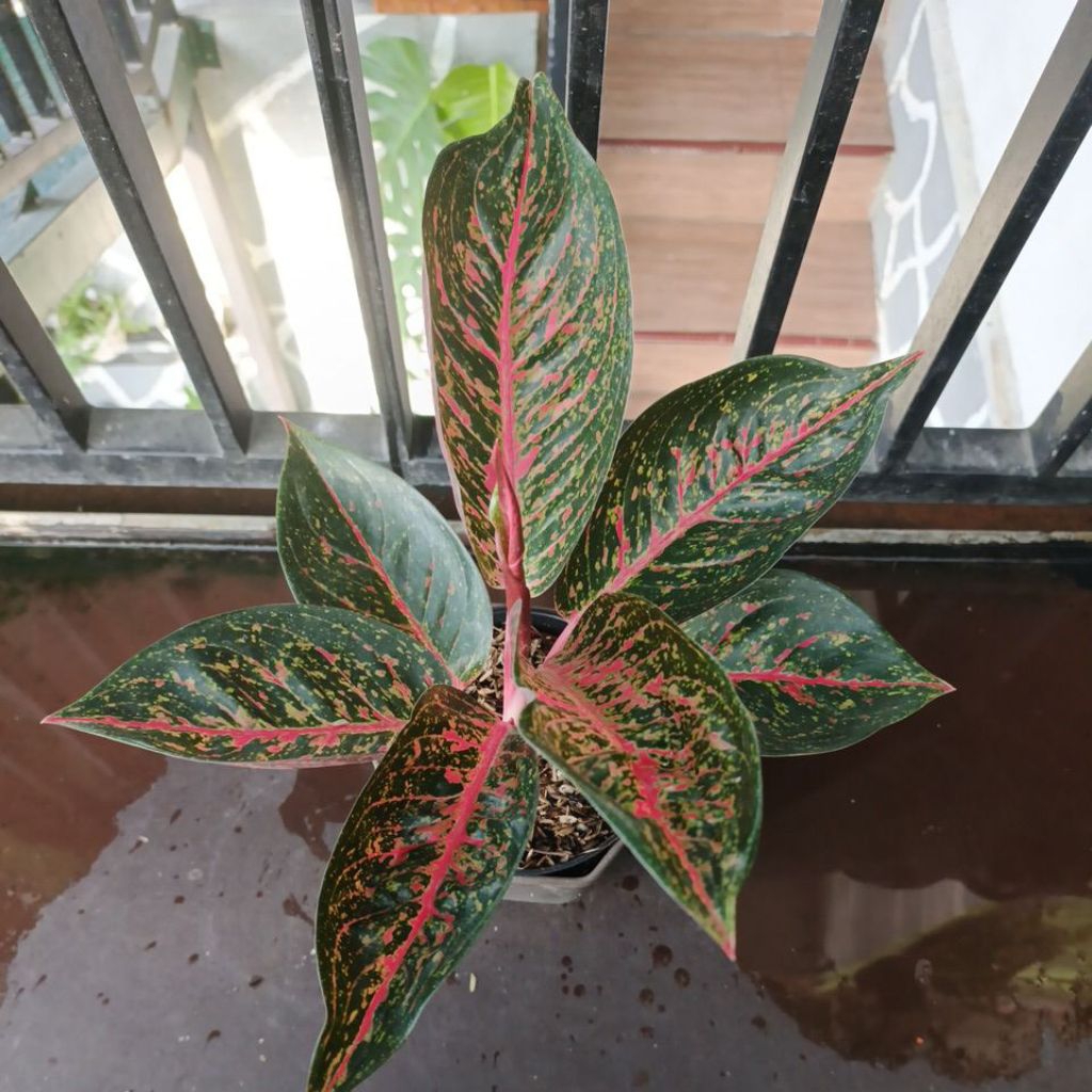 Aglaonema Tiara