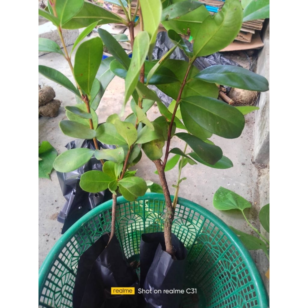 BIBIT TANAMAN BUAH JUWET JAMBLANG DUWET