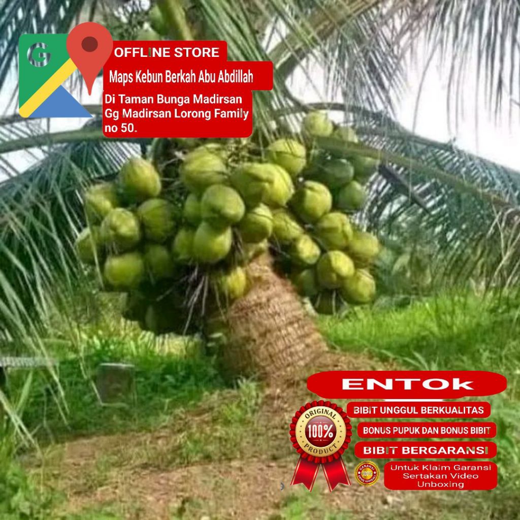 Bibit Kelapa Genjah ENTOK | Pohon Pendek Berbuah Lebat