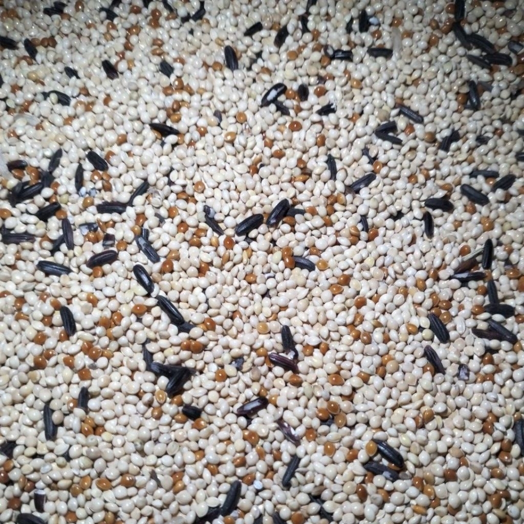 1KG MILET PUTIH CAMPUR MILET MERAH DAN KETAN HITAM ( PERKUTUT )