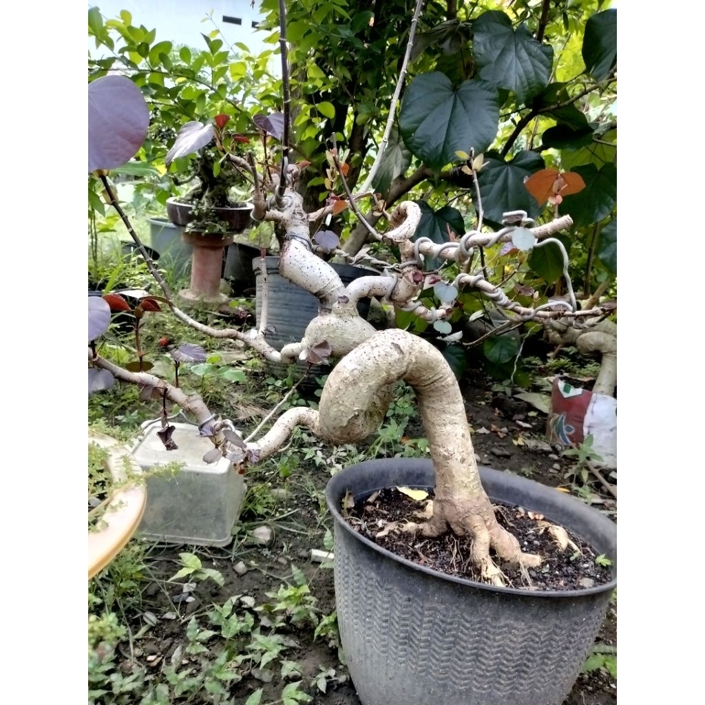 Bonsai waru super red/waru merah meliuk