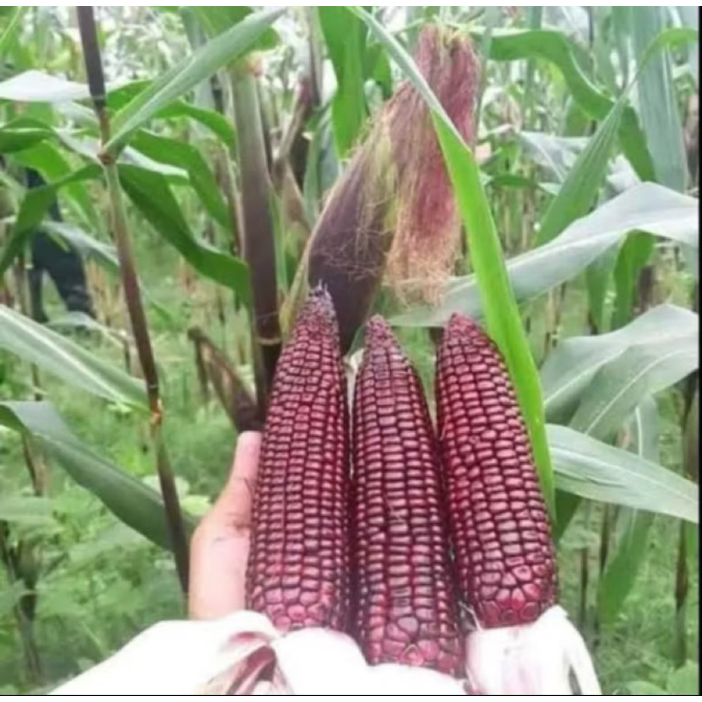 Jagung Ketan Ungu Segar 1Kg, Kualitas Terbaik | Ready