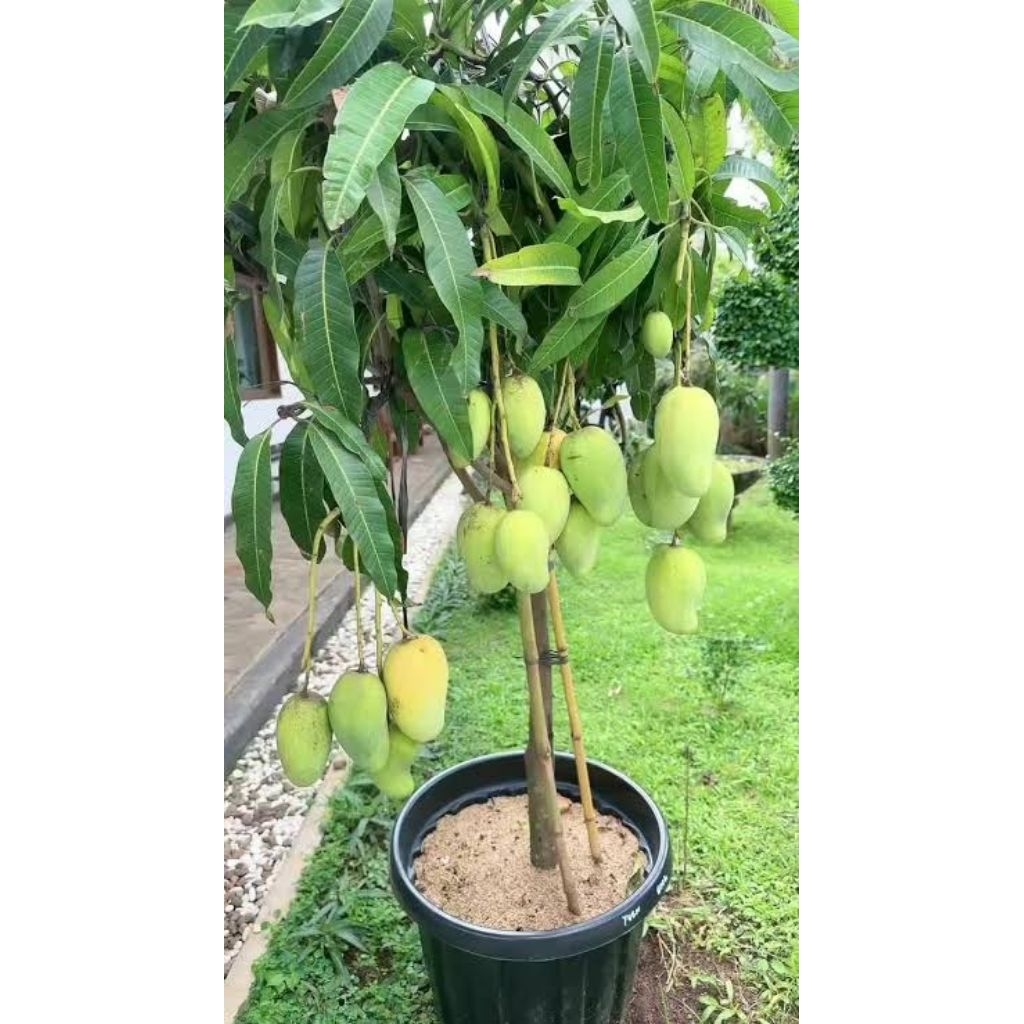 Bibit Mangga Chokanan Siap Berbuah dengan Teknik Okulasi