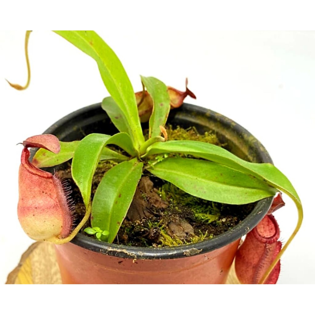 Nepenthes Viking X Ampullaria