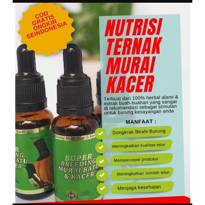 Super breeding murai kacer nutrisi ternak burung dongkrak birahi penjodohan