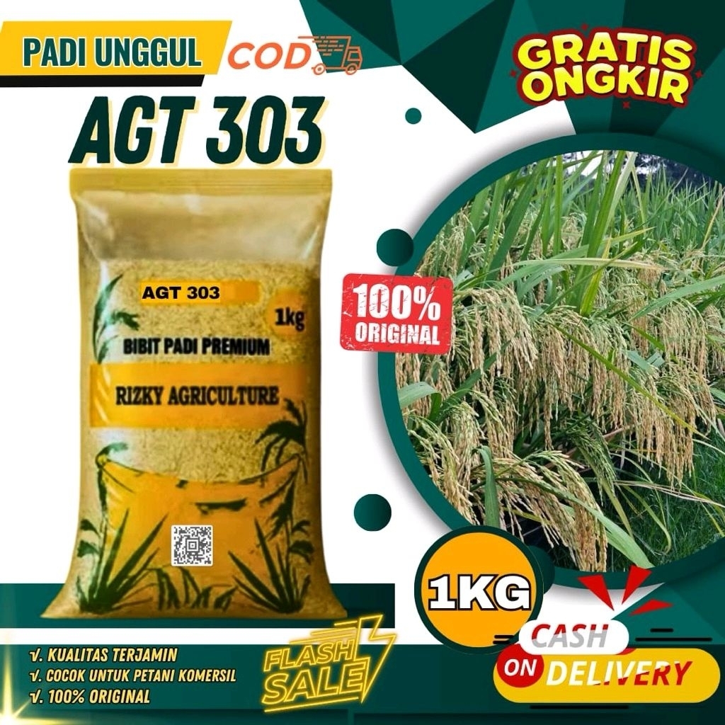 BENIH PADI BIBIT PADI AGT 303 KUALITAS UNGGUL 1 KG