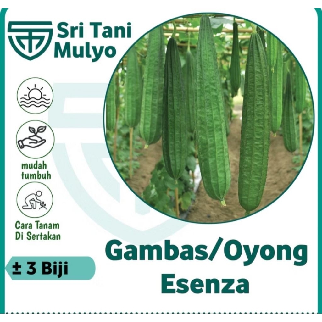 3 Biji- Benih Oyong ESENZA F1 Buah Lebat- Gambas Unggul Bibit Tanaman Sayur Sayuran