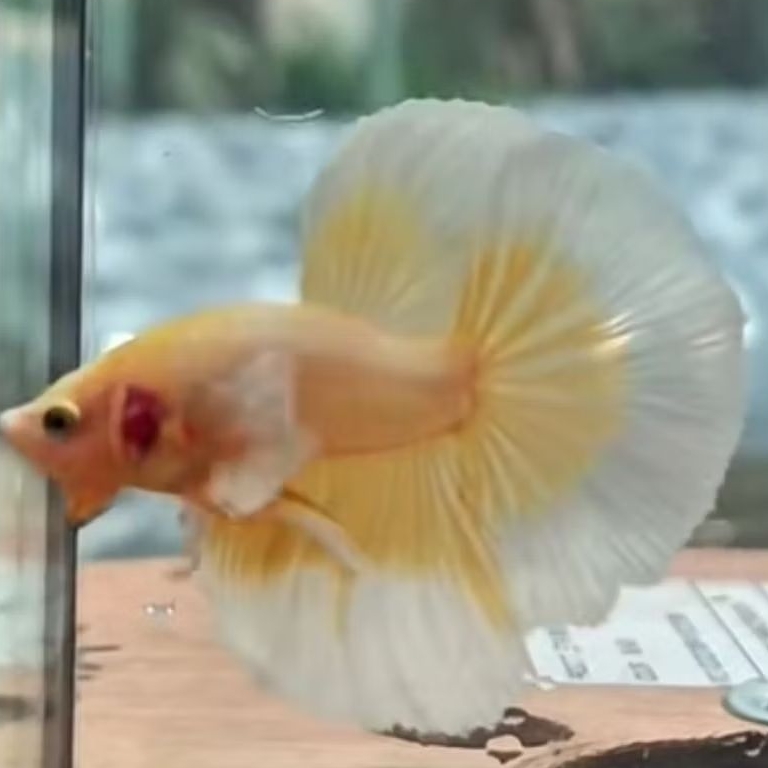 hmde soft gold jantan halfmoon dumbo ear cupang kuping besar