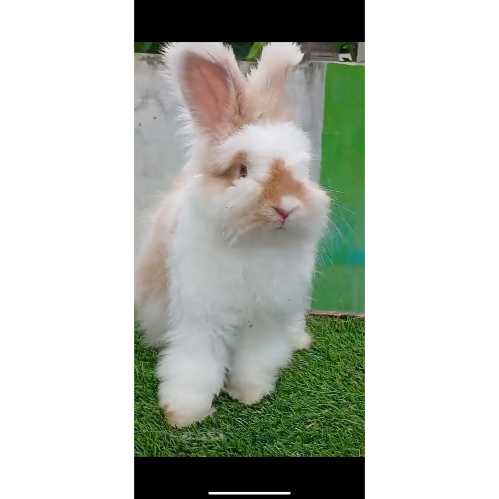 Kelinci Anggora English Dewasa