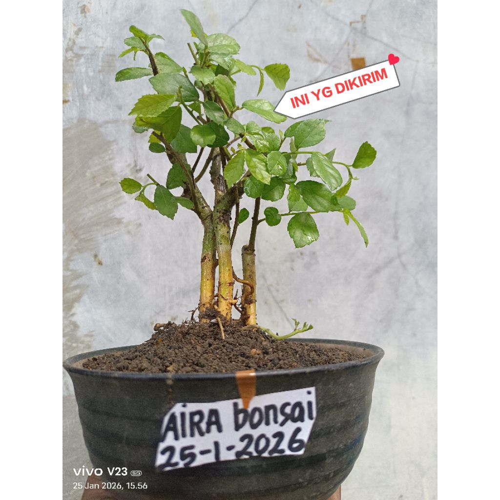 bahan bonsai serut kondisi hidup