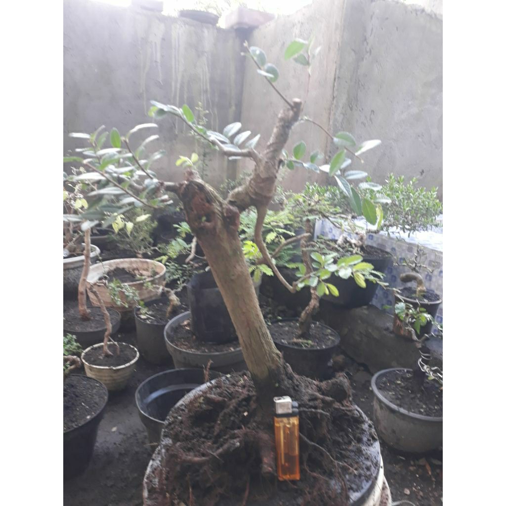 Bonsai Bahan Ulmus Micro Gaya Slanting