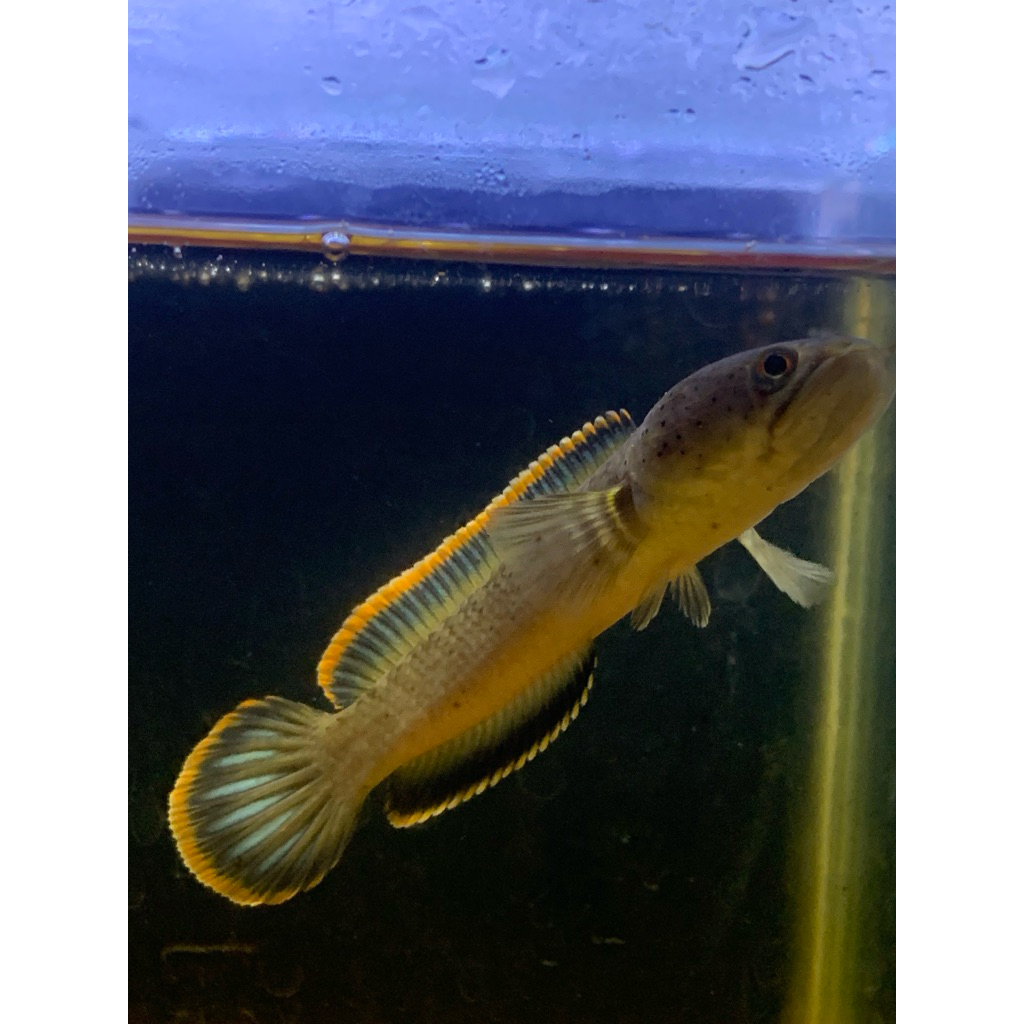 Stiker limbata wc spek kontes