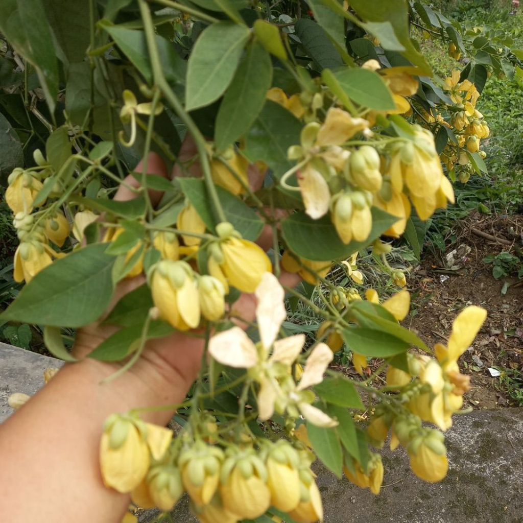 Bibit biji bunga simeut/bunga kupu kupu bunga senna