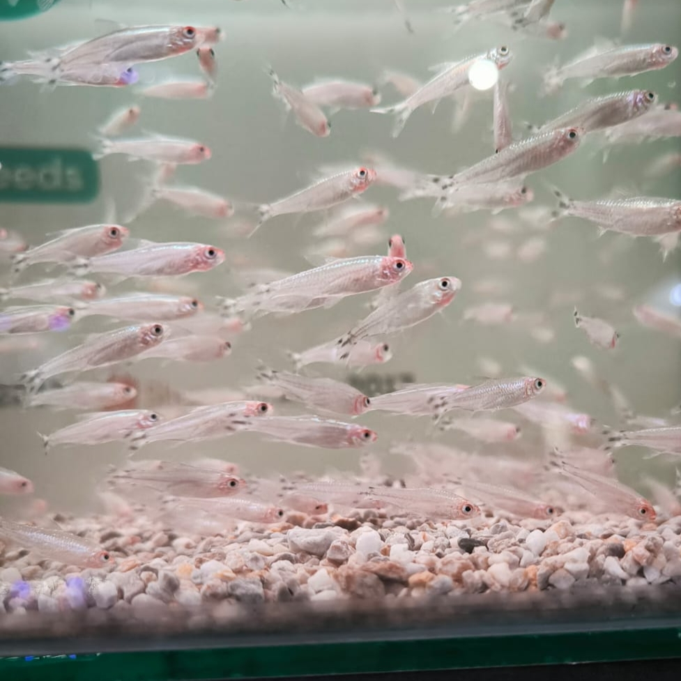 Ikan Hias Aquascape Rednose Berlian