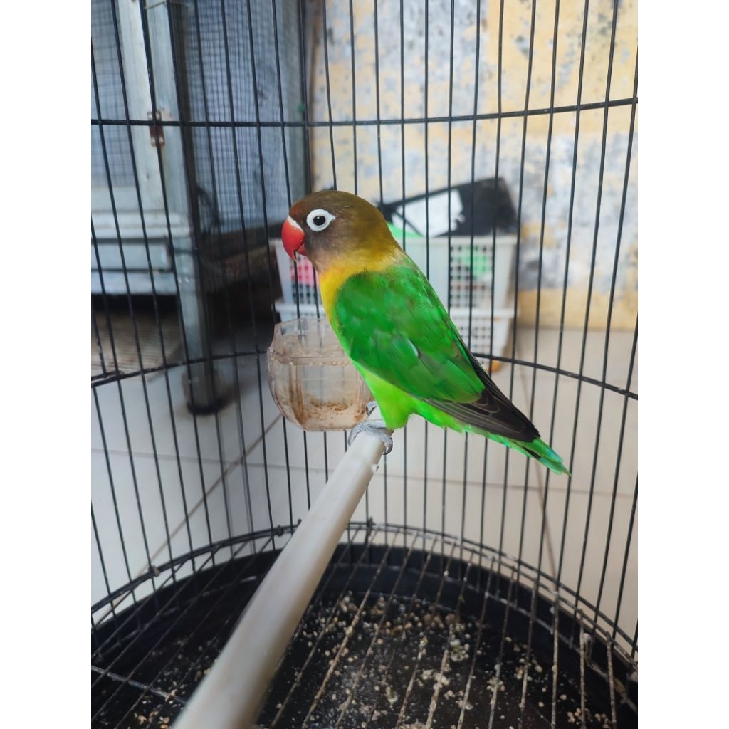 Lovebird josan balibu betina