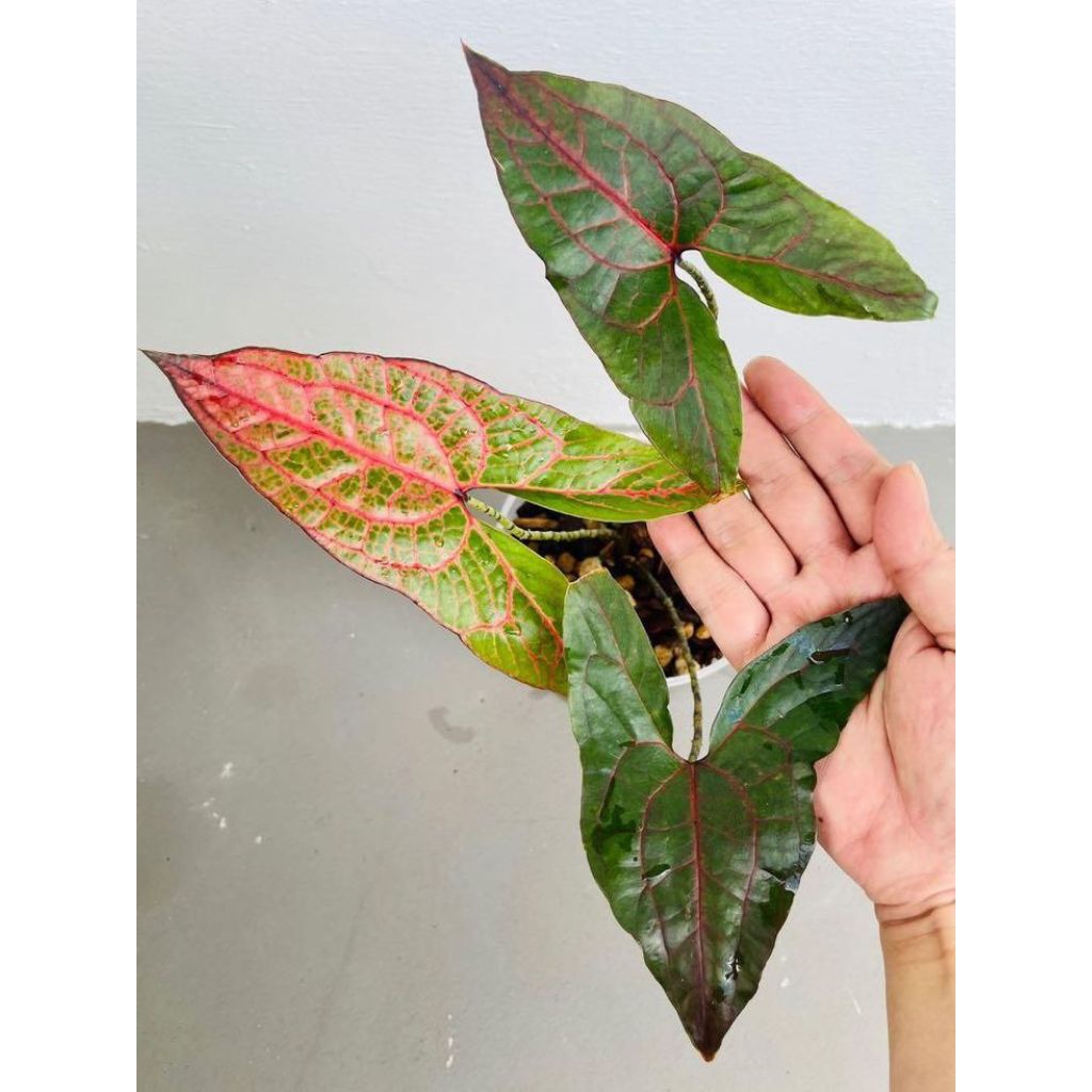 Tanaman Cyrtosperma johnstonii.