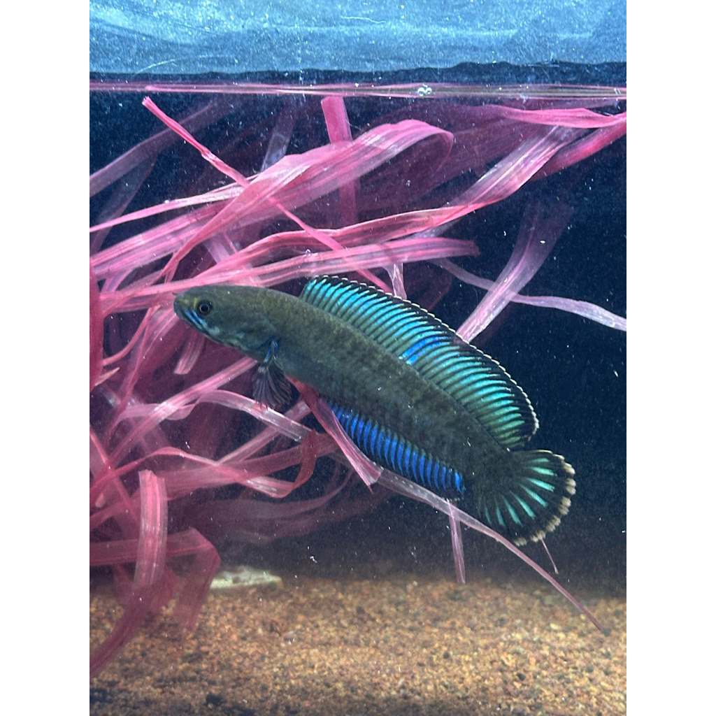 sticker channa andrao ukuran 3-4cm 3pcs