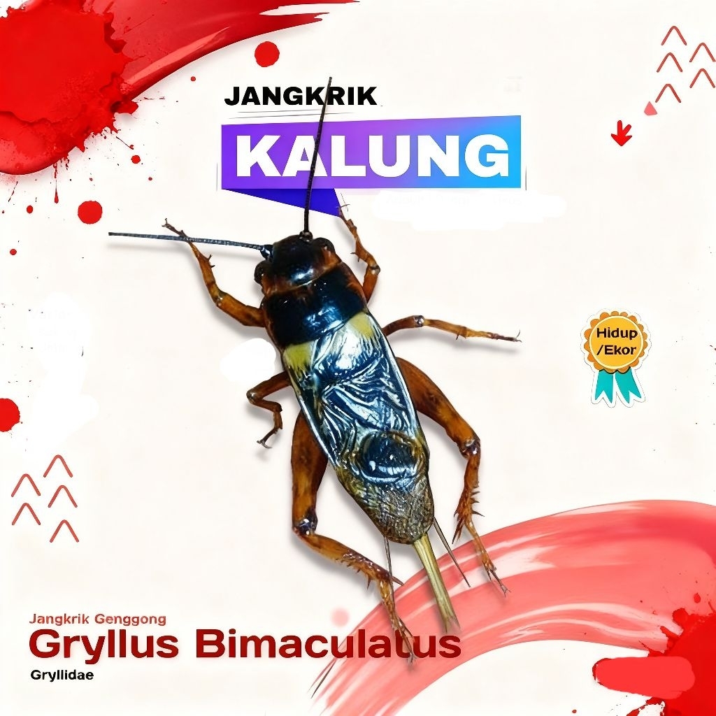 Jangkrik Genggong || Jangkrik Kalung Masteran Burung