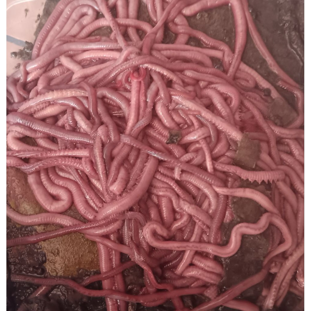 Cacing nipah/Umpan cacing nipah/Umpan mancing udang/Umpan mancing/Samarinda/Kalimantan timur/Cacing 