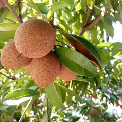 Entres sawo madu - pucuk tunas sawo madu