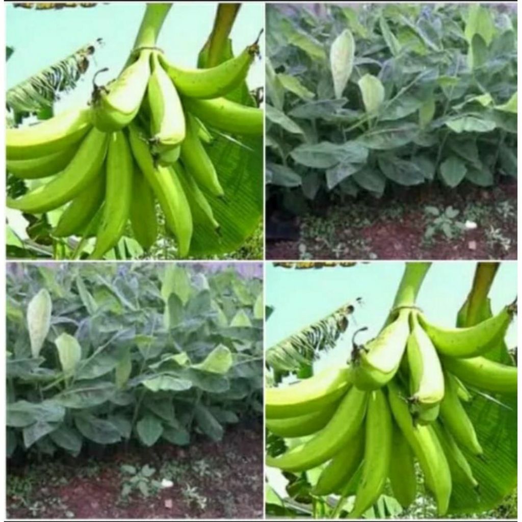 (paket hemat 30pcs) bibit pisang tanduk asli super jumbo