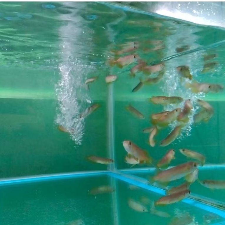 Hiasa Akuarium GoldenRed HB 8-9cm lengkap