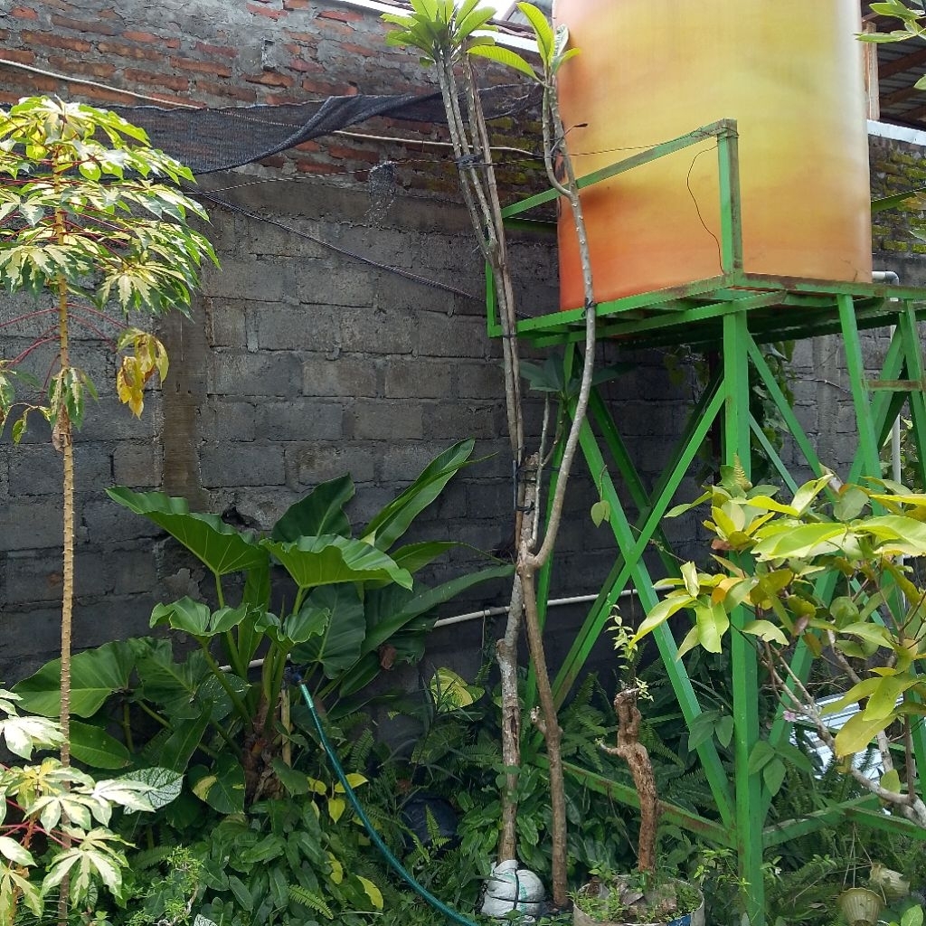 Pohon kamboja Bali tinggi 3 meter bunga pink