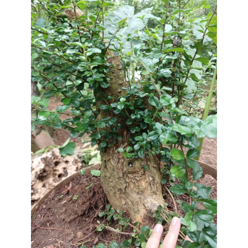 hokiantea bahan bonsai jumbo