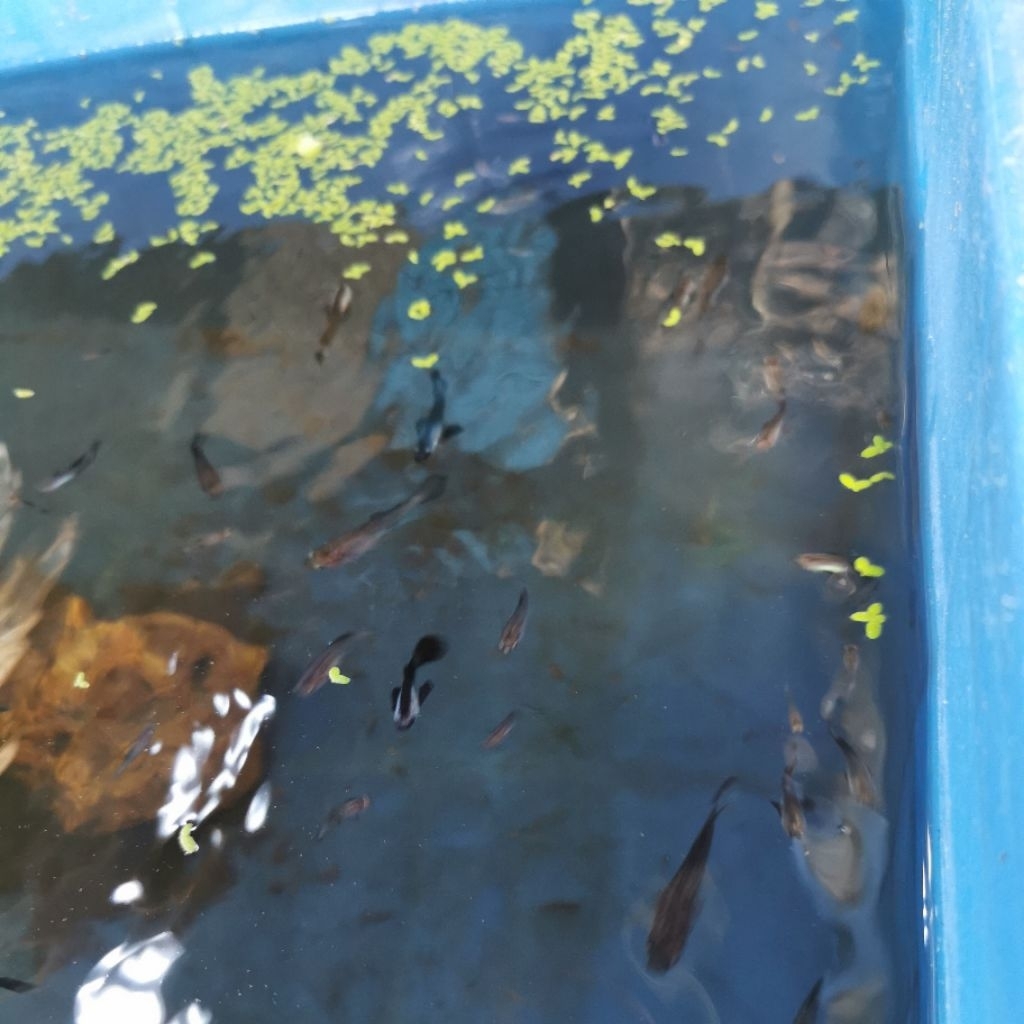 tanaman Guppy mini panda