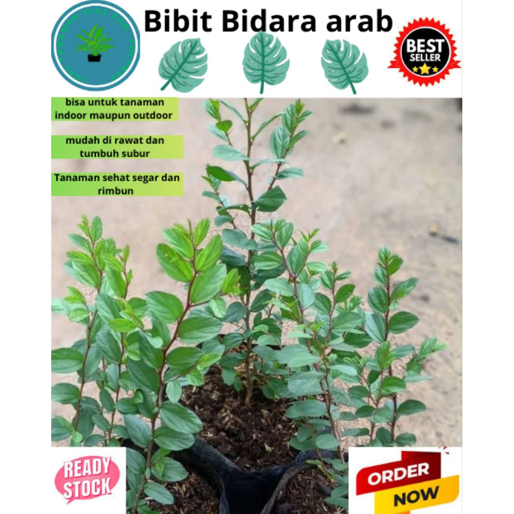 Pohon Bidara Arab~Tanaman Bidara Arab Asli~Bibit Bidara Arab Asli