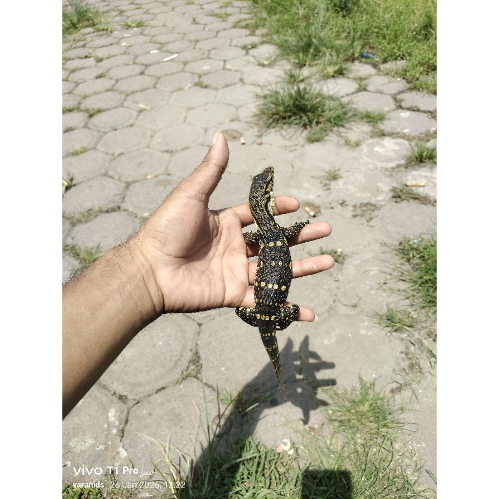 biawak (baby salva)
