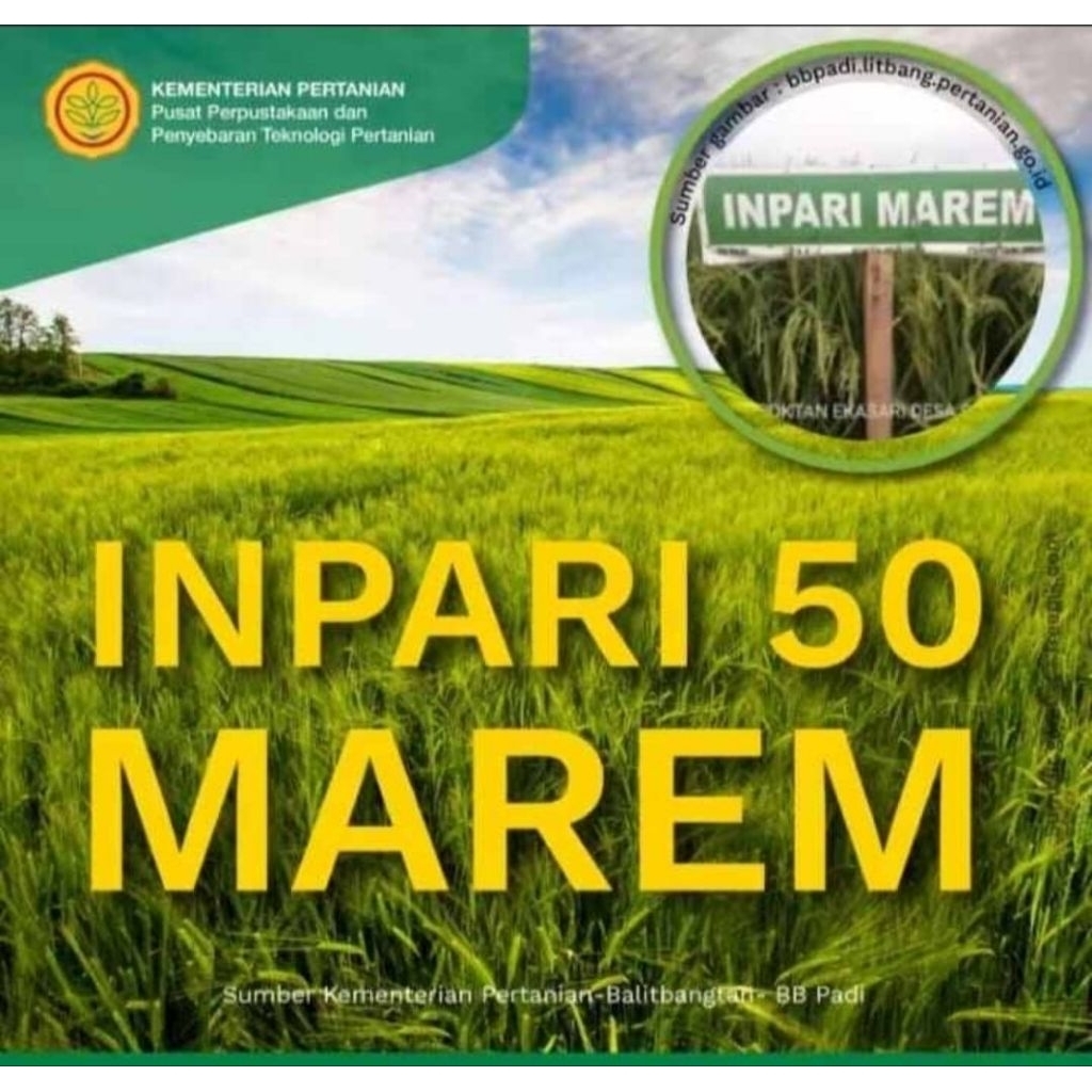 1KG BENIH PADI INPARI-50 MAREUM ORIGINAL LABEL PUTIH