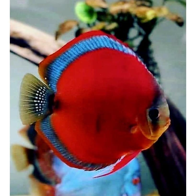 Discus san merah / san merah blue rim / ikan discus / discus / san merah discus / ikan hias air tawa